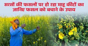Mustard crop diseases: सरसों की फसलों पर हो रहा माहू कीटों का प्रकोप, जानिए फसल को बचाने के उपाय