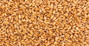 Wheat price today: मध्य प्रदेश में गेहूं का भाव आज का (07 जनवरी, 2025)