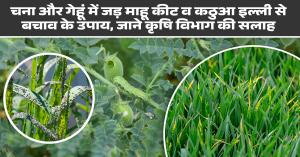 Spray These Medicines to Protect Wheat and Chickpea Crops from Pests and Diseases