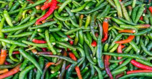 Green chilli mandi price today: गुजरात, हरियाणा और मध्य प्रदेश में हरी मिर्च का भाव आज का (07 जनवरी, 2025)
