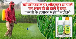 Use these medicines to protect Rabi crops from frost and cold wave, crop yield will increase