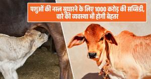 पशुओं की नस्ल सुधारने के लिए 1000 करोड़ की सब्सिडी, चारे की व्यवस्था भी होगी बेहतर!
