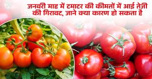 जनवरी माह में टमाटर की कीमतों में आई तेजी की गिरावट, जाने क्या कारण हो सकता है
