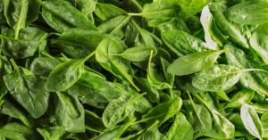 Spinach Market Prices Today in Punjab (24 January, 2025)