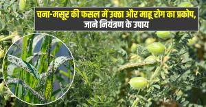 चना-मसूर की फसल में उक्ठा और माहू रोग का प्रकोप, जाने नियंत्रण के उपाय