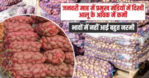 Potato price: जनवरी माह में प्रमुख मंडियों में दिखी आलू के आवक में कमी, भावों में नहीं आई बहुत नरमी