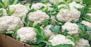Cauliflower Prices Today in Uttar Pradesh, Punjab, and Rajasthan mandi (03 February, 2025)