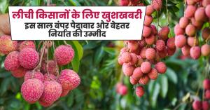 Litchi farming: लीची किसानों के लिए खुशखबरी: इस साल बंपर पैदावार और बेहतर निर्यात की उम्मीद