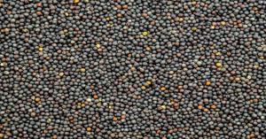 Mustard mandi bhav today: राजस्थान और गुजरात में सरसों का मंडी भाव आज का (13 फरवरी, 2025) – लाइव अपडेट