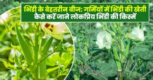 Ladyfinger Varieties: भिंडी के बेहतरीन बीज: गर्मियों में भिंडी की खेती कैसे करें, जाने लोकप्रिय भिंडी की किस्में