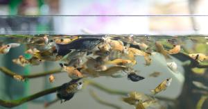 Symposium on Aquatic Animal Diseases Inaugurated, Focus on Sustainable Aquaculture