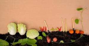 फरवरी-मार्च में करें इन ग्रीष्मकालीन सब्जियों की बुवाई, जाने उपयुक्त समय और सही तकनीक