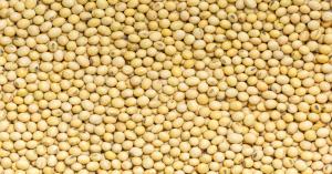 Soybean mandi bhav today:  मध्य प्रदेश में सोयाबीन का मंडी भाव आज का (15 फरवरी, 2025) – ताज़ा अपडेट देखें