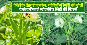 Ladyfinger farming: भिंडी की खेती से कम लागत में अधिक मुनाफा: जानें उन्नत विधि और सही समय
