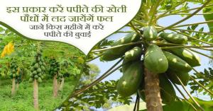 Papaya farming: मार्च-अप्रैल में करें पपीते की खेती: कम जोखिम में अधिक मुनाफे का सुनहरा मौका