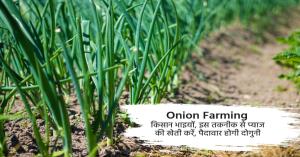 Advanced Onion Farming in Summer: Adopt These Techniques for Higher Yields and Profits