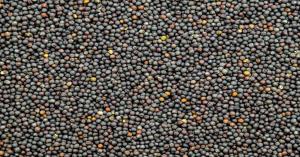 Mustard mandi bhav today: मध्य प्रदेश और उत्तर प्रदेश में आज का सरसों का भाव (24 फरवरी, 2025) – जानें लेटेस्ट अपडेट