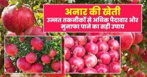 Pomegranate Farming: अनार की खेती: उन्नत तकनीकों से अधिक पैदावार और मुनाफा पाने का सही उपाय