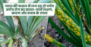 Onion crop diseases: प्याज की फसल में लग रहा हो पर्पल ब्लॉच रोग का खतरा-जानें लक्षण, कारण और बचाव के उपाय