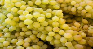 Grapes mandi bhav today: देशभर की मंडियों में अंगूर का भाव आज का (26 फरवरी, 2025) – तुरंत देखें