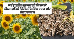 Sunflower farming: नई हाइब्रिड सूरजमुखी किस्म से किसानों को मिलेगी अधिक उपज और तेल उत्पादन