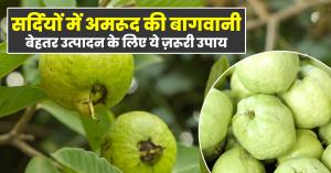 Guava farming: सर्दियों में अमरूद की बागवानी: बेहतर उत्पादन के लिए ये ज़रूरी उपाय