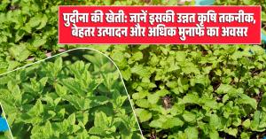 Mint farming: पुदीना की खेती: जानें इसकी उन्नत कृषि तकनीक, बेहतर उत्पादन और अधिक मुनाफे का अवसर