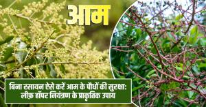 Protect mango plants without chemicals, know the best organic solutions