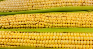 Maize Prices Today in Maharashtra, Uttar Pradesh, and Gujarat Markets (March 1, 2025)