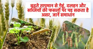 बढ़ते तापमान से गेहूं, दलहन और सब्जियों की फसलों पर पड़ सकता है असर, जानें समाधान