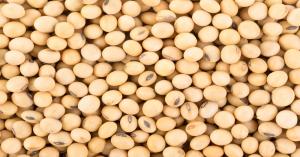 Soybean Prices Today in Gujarat and Rajasthan (March 6, 2025)