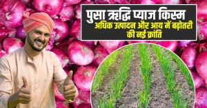 Onion varieties: पुसा ऋद्धि प्याज किस्म: अधिक उत्पादन और आय में बढ़ोतरी की नई क्रांति