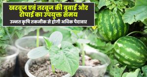 Watermelon farming: खरबूज एवं तरबूज की बुवाई और रोपाई का उपयुक्त समय, उन्नत कृषि तकनीक से होगी अधिक पैदावार