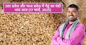 Wheat mandi bhav today: उत्तर प्रदेश और मध्य प्रदेश में गेहूं का मंडी भाव आज (17 मार्च, 2025) – ताजा अपडेट
