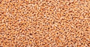 Wheat rate today in Madhya Pradesh Mandis (March 21, 2025) - Latest Update