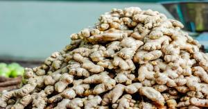 Green ginger mandi bhav today: उत्तर प्रदेश, गुजरात और राजस्थान में आज का हरी अदरक का भाव (23 मार्च, 2025) – ताजा मंडी रेट देखें