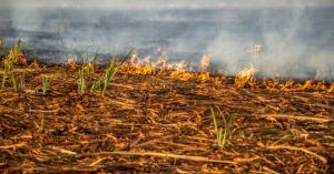 Ban on Stubble Burning in Fields, Measures to Enhance Soil Fertility with Organic Compost, Collector Issues Order