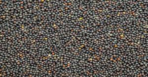 Mustard mandi bhav today: राजस्थान की मंडियों में सरसों के ताजा भाव (24 मार्च, 2025) – जानिए आज का मंडी भाव