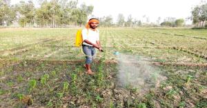 Essential Guidelines for Sowing Summer Crops after Harvesting Rabi Crops
