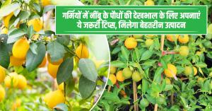 Lemon farming: गर्मियों में नींबू के पौधों की देखभाल के लिए अपनाएं ये जरूरी टिप्स, मिलेगा बेहतरीन उत्पादन