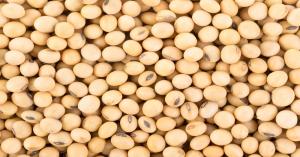 Soybean price today: गुजरात और राजस्थान में सोयाबीन का मंडी भाव आज का (25 मार्च, 2025) – देखें आज के रेट