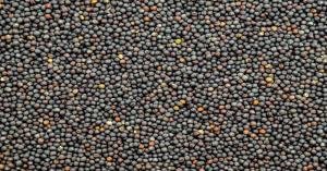 Mustard mandi bhav today: राजस्थान में आज का सरसों का भाव (28 मार्च, 2025) – लाइव अपडेट देखें