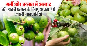 Easy ways to protect guava crop in heat and rain