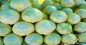 Fresh Cabbage Prices Today in Uttar Pradesh and Gujarat (March 30, 2025) – Latest Updates