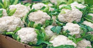 Fresh Cauliflower prices today in Uttar Pradesh and Punjab (March 31, 2025) – Live Updates