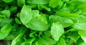 Spinach prices today in Haryana and Punjab (April 2, 2025) – latest market rates