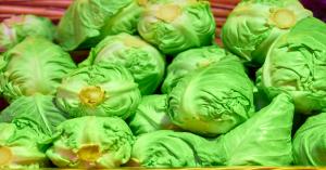 Cabbage prices today in Punjab, Haryana, and Gujarat (April 4, 2025) – Live Market Rates