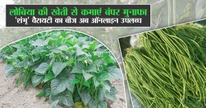 Cowpea Farming: लोबिया की खेती से कमाएं बंपर मुनाफा, 'शंभू' वैरायटी का बीज अब ऑनलाइन उपलब्ध