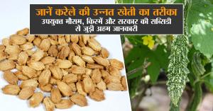 Bitter gourd farming: जानें करेले की उन्नत खेती का तरीका, उपयुक्त मौसम, किस्में और सरकार की सब्सिडी से जुड़ी अहम जानकारी