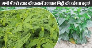 Green Manure: गर्मी में हरी खाद की फसलें उगाकर मिट्टी की उर्वरता बढ़ाएं